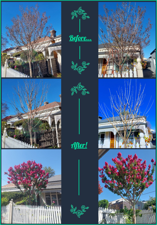 Crepe myrtle pruning