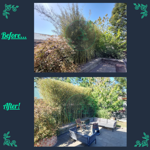 Before and after bamboo hedge trimming and garden maintenance