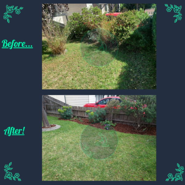 Before and after garden bed makeover with new plants and mulch
