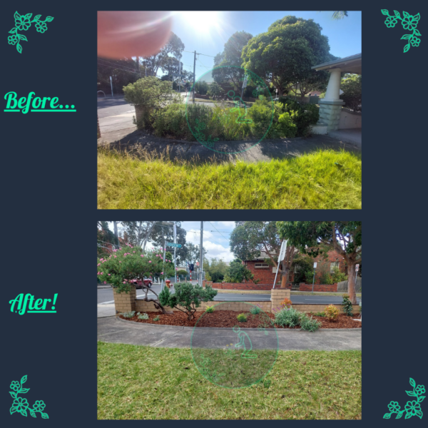 Before and after garden bed restoration with fresh planting and mulch