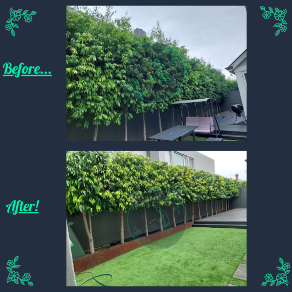 Before and after Lilly Pilly hedge trimming and shaping