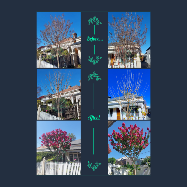 Crepe Myrtle tree pruning before shaping after pruning and flowering results