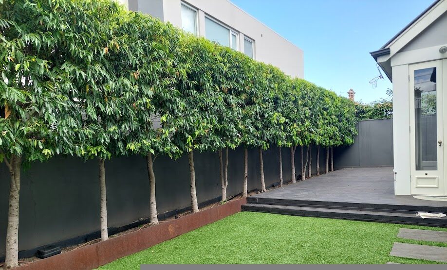 Camberwell garden, Melbourne