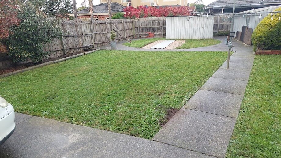After: Back lawn. Weed growth taken out and the lawn brought back to even cover.