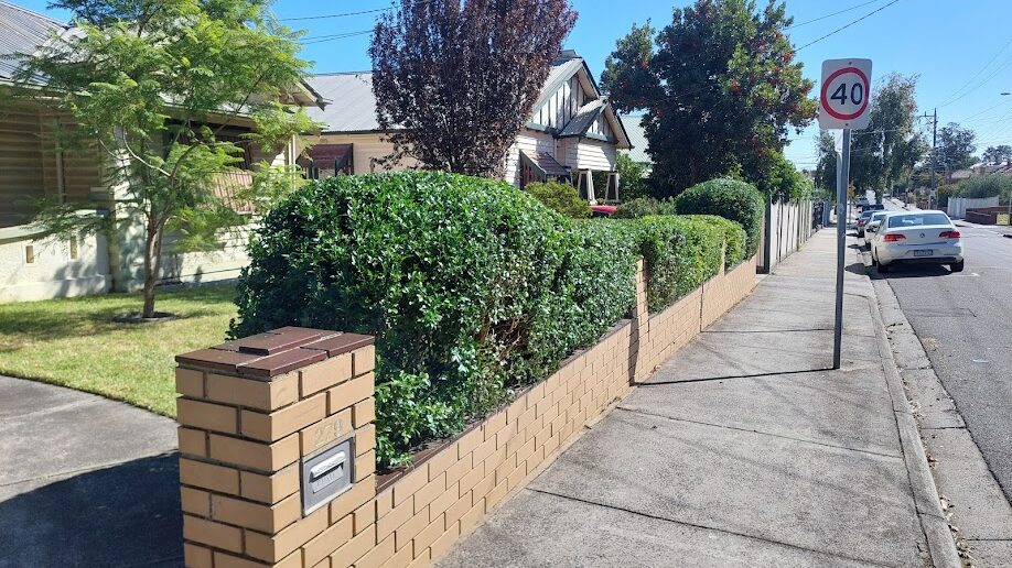 After: Front hedge. A bulging, uneven face trimmed back to a clean, level line.