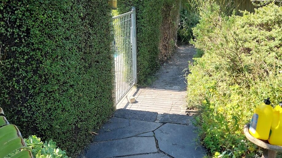After: Side path hedge. A shaggy face cut back square so the gate and path are clear.