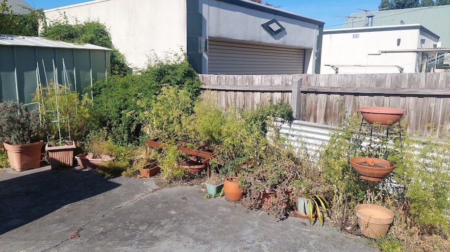 Before: Back corner cleared. Self-seeded growth taken out and the paving swept back to clean concrete.