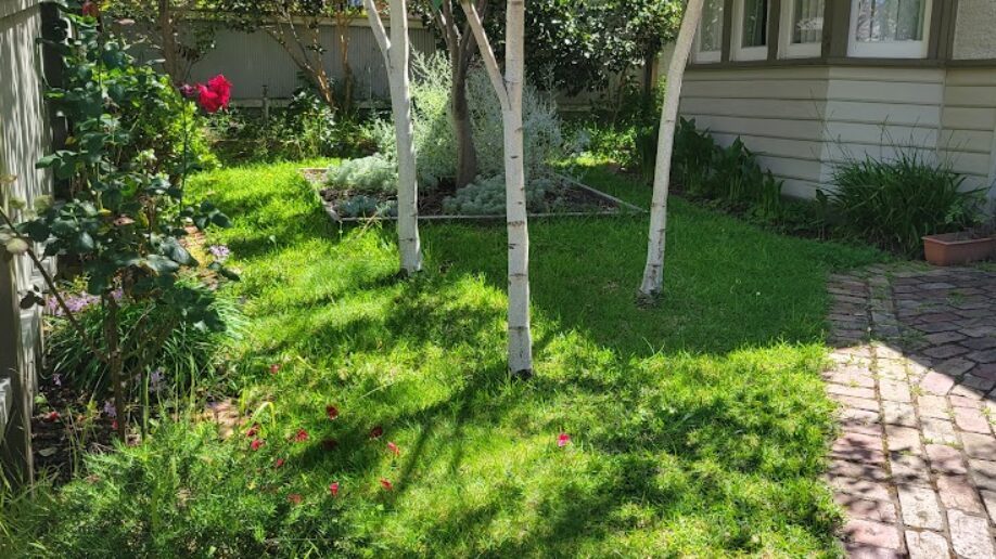 Before: Back lawn and path. Grass cut back and edged, beds mulched and the brick path cleared.