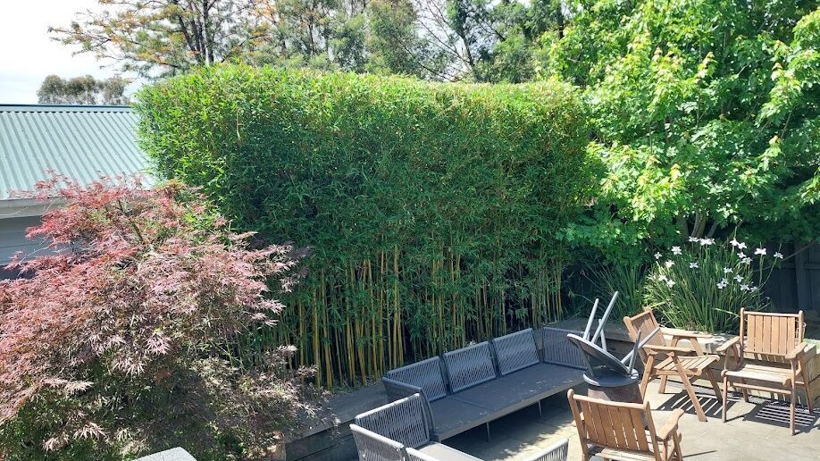 After: Bamboo screen. An unruly clump brought back to a flat, even screen at fence height.