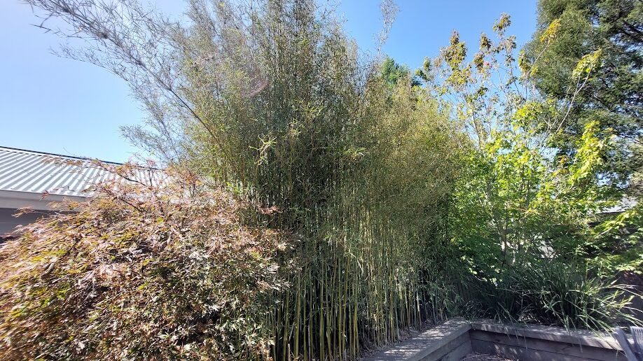 Before: Bamboo screen. An unruly clump brought back to a flat, even screen at fence height.