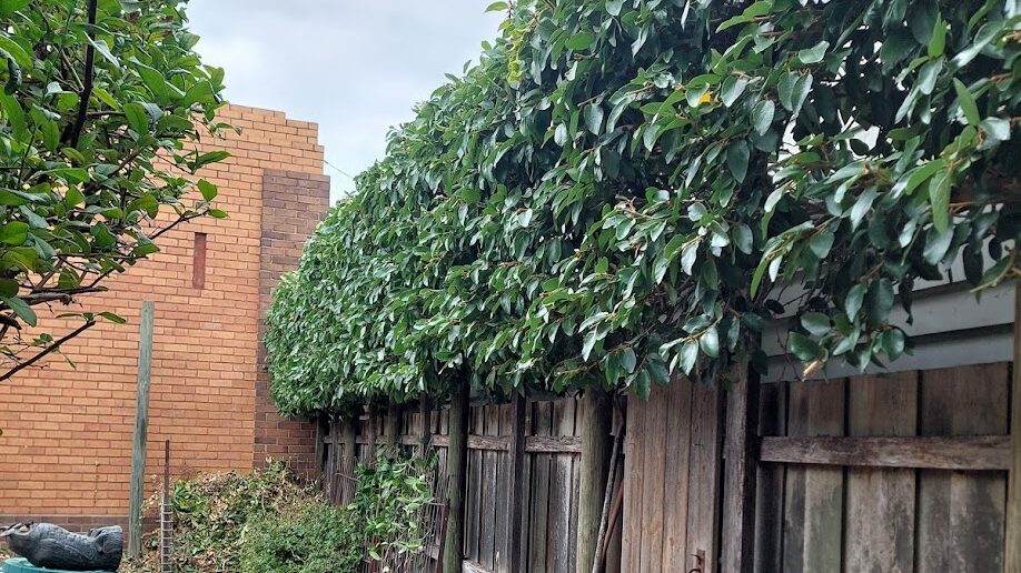 After: Boundary hedge. Wild growth above the fence brought back to a level, flat top.