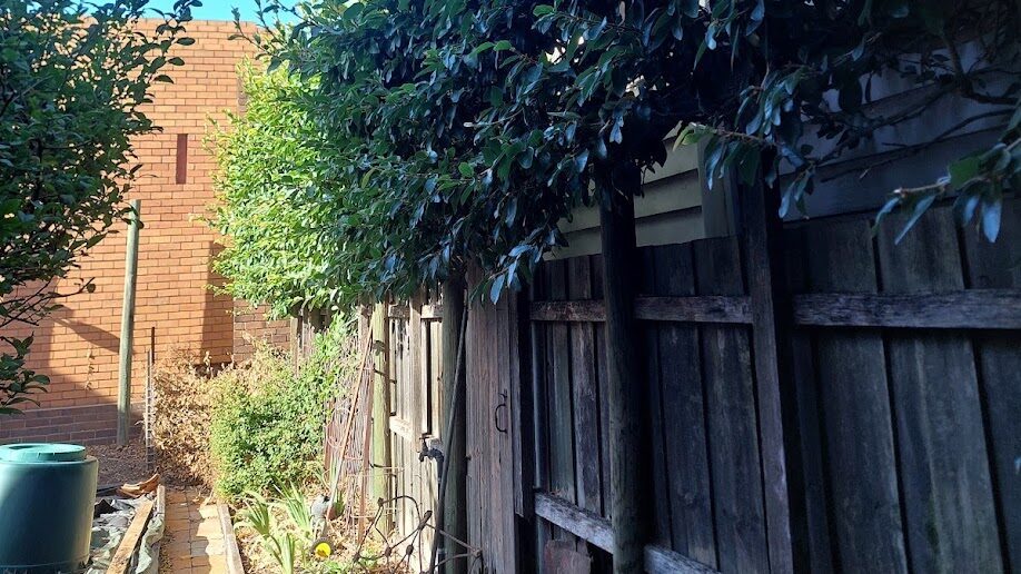 Before: Boundary hedge. Wild growth above the fence brought back to a level, flat top.