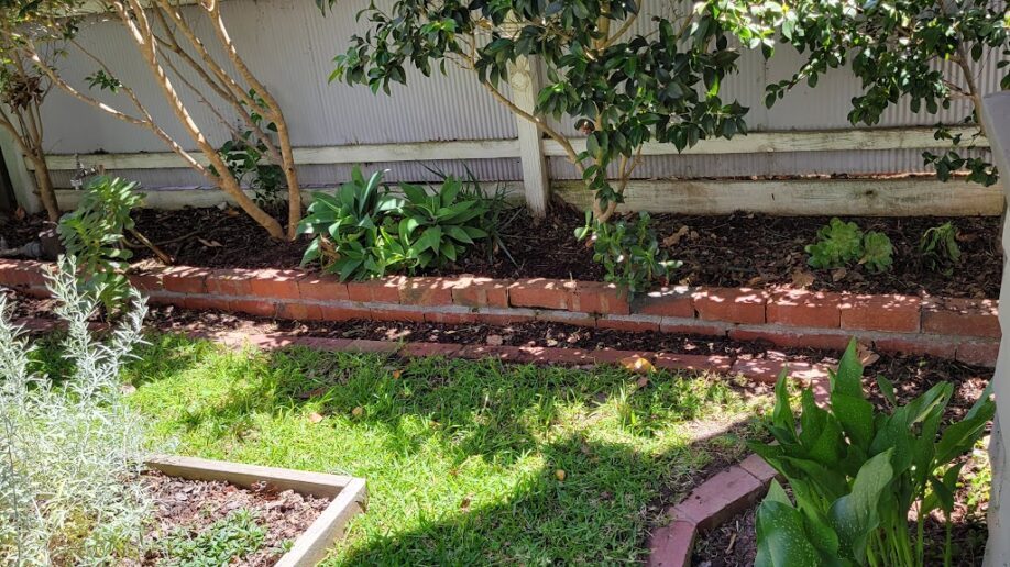 After: Brick edge recovered. Grass cleared back off the brick edging and the bed mulched.