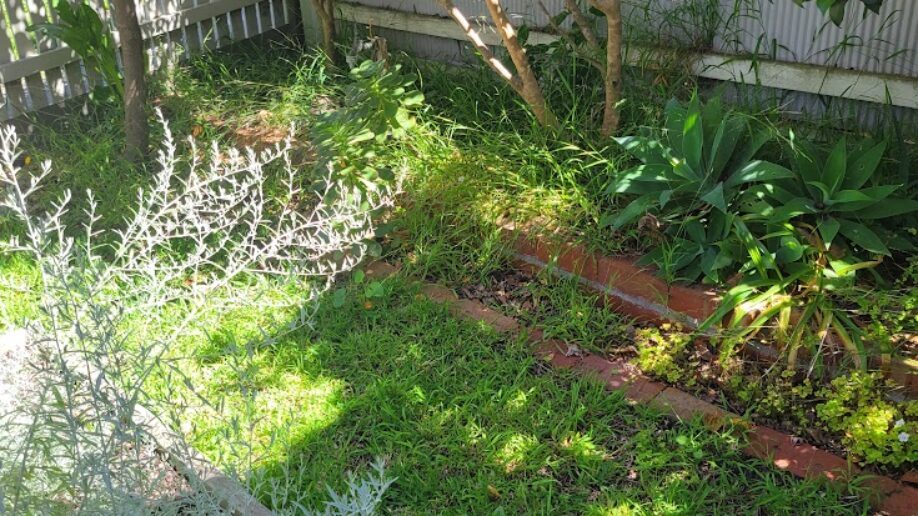 Before: Brick edge recovered. Grass cleared back off the brick edging and the bed mulched.