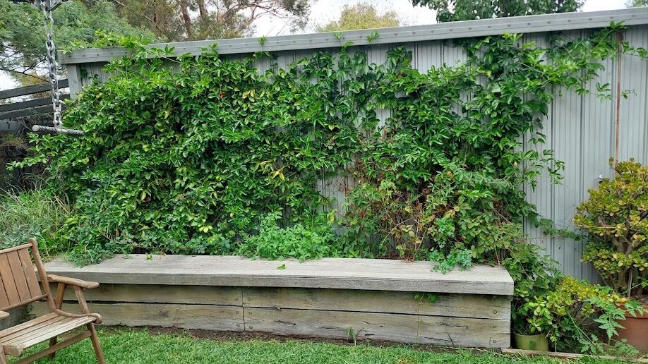 Before: Climber cut back. A sprawling jasmine trimmed flat to the wall and the bench seat cleared.