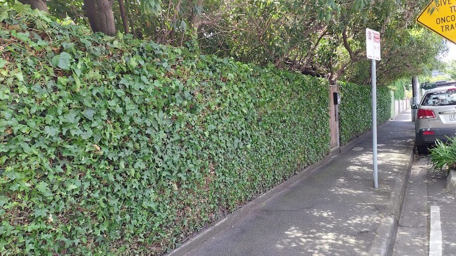 After: Footpath edge. Ivy cut back off the path and the fence line squared up.