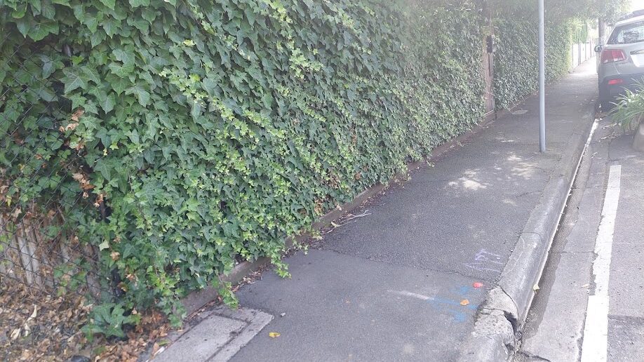 Before: Footpath edge. Ivy cut back off the path and the fence line squared up.