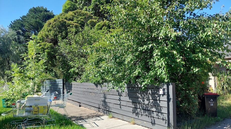 Before: Front fence cleared. Growth cut back off the fence line and the nature strip mown.
