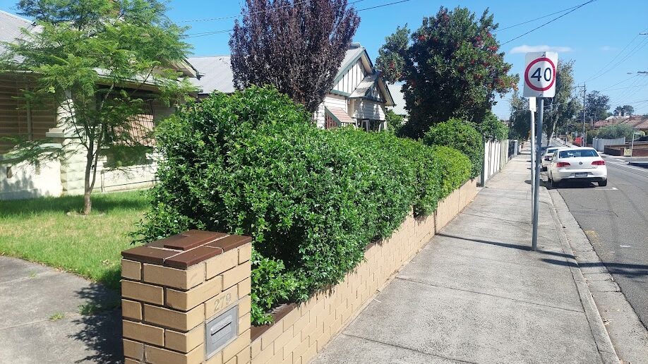 Before: Front hedge. A bulging, uneven face trimmed back to a clean, level line.