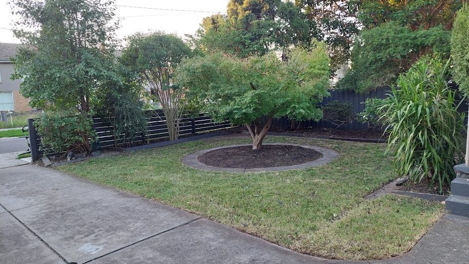 After: Front lawn and edges. Overgrown grass mown back and a clean ring re-cut around the tree.