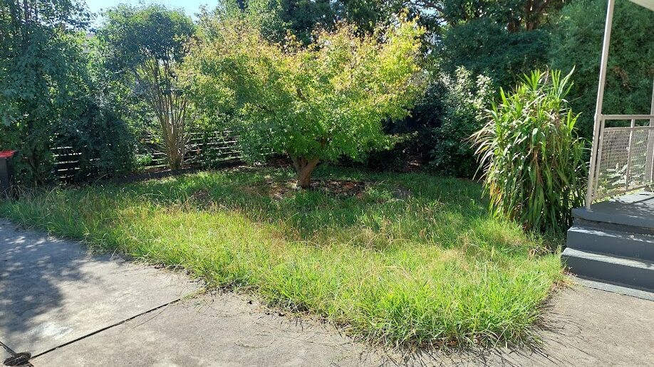 Before: Front lawn and edges. Overgrown grass mown back and a clean ring re-cut around the tree.