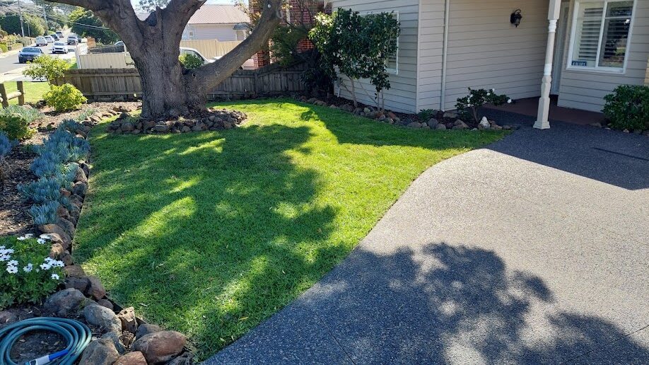 After: Front lawn established. Bare, dug-over ground brought back to full, even lawn.