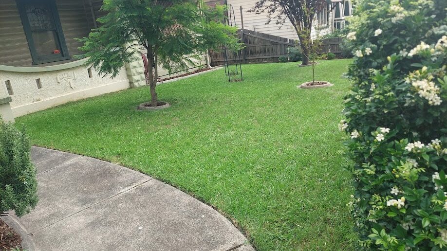 After: Front lawn recovered. Waist-high dry grass cut back to an even, mown lawn.