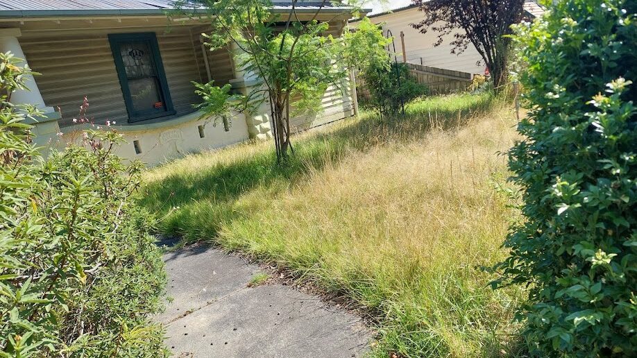 Before: Front lawn recovered. Waist-high dry grass cut back to an even, mown lawn.