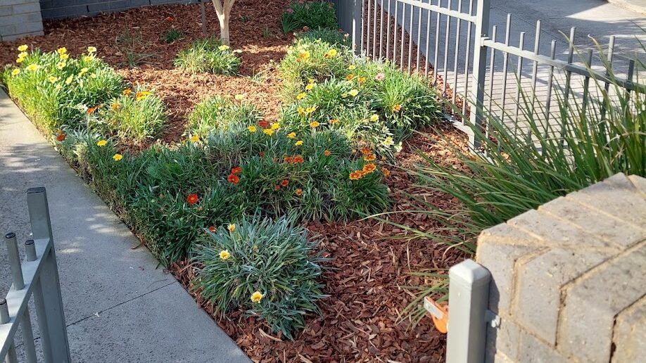 After: Bed topped up. Bare soil between the plantings covered with fresh mulch.