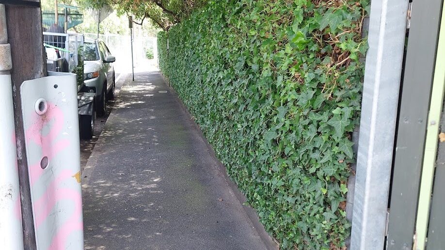 After: Laneway ivy. Growth cut back flat to the fence so the path is clear again.