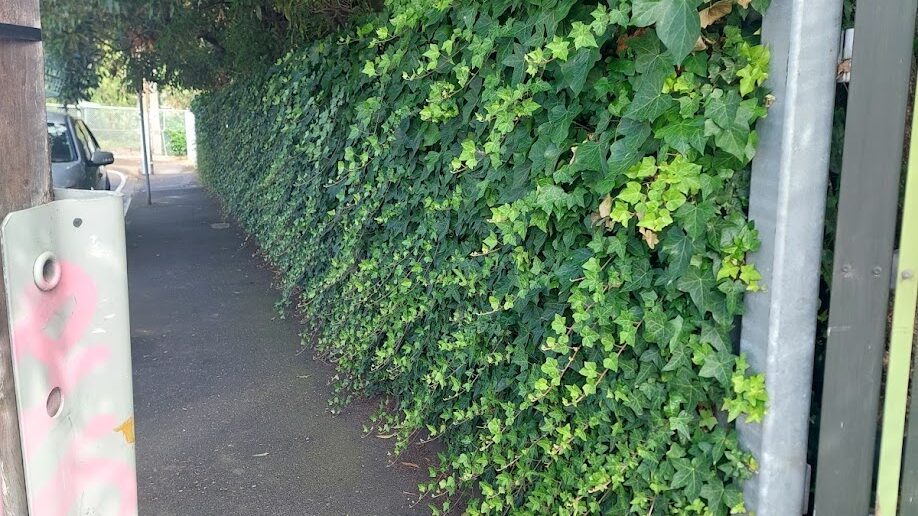 Before: Laneway ivy. Growth cut back flat to the fence so the path is clear again.