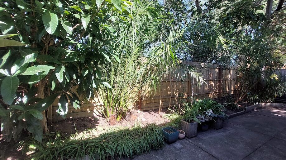 After: Overgrown corner. Growth cut back off the fence and the path cleared.