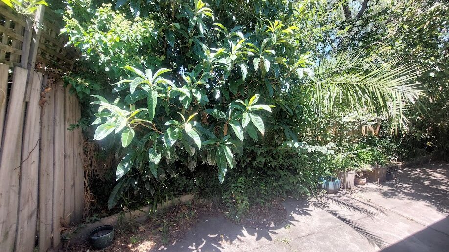 Before: Overgrown corner. Growth cut back off the fence and the path cleared.