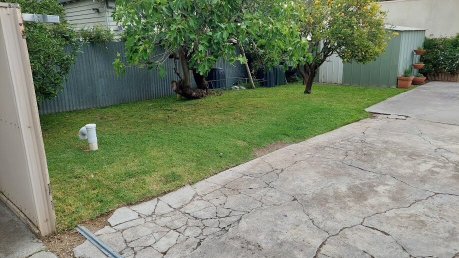 After: Overgrown yard mown. Knee-high grass cut back around the fig and the drive cleared.