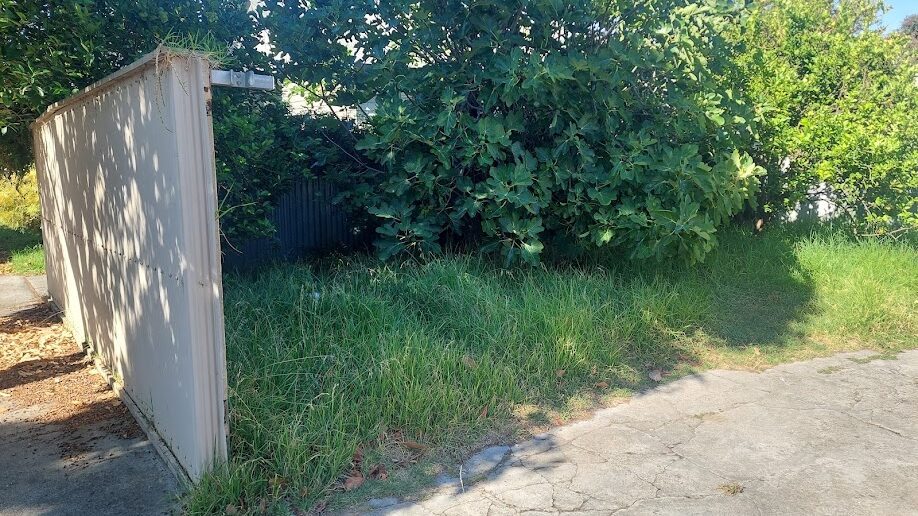 Before: Overgrown yard mown. Knee-high grass cut back around the fig and the drive cleared.