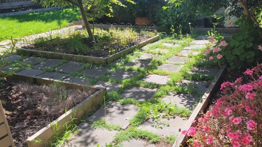 Before: Paving cleared. Weed growth taken out of the paver joints and the raised bed re-mulched.