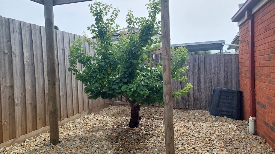 After: Overgrown pergola. A sprawling vine cut back to a single trained form and the ground beneath cleared.