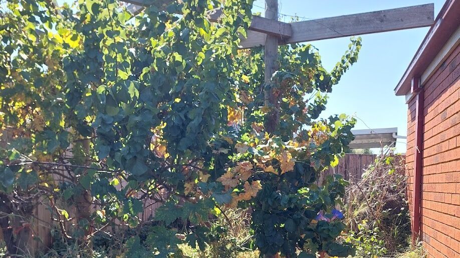 Before: Overgrown pergola. A sprawling vine cut back to a single trained form and the ground beneath cleared.