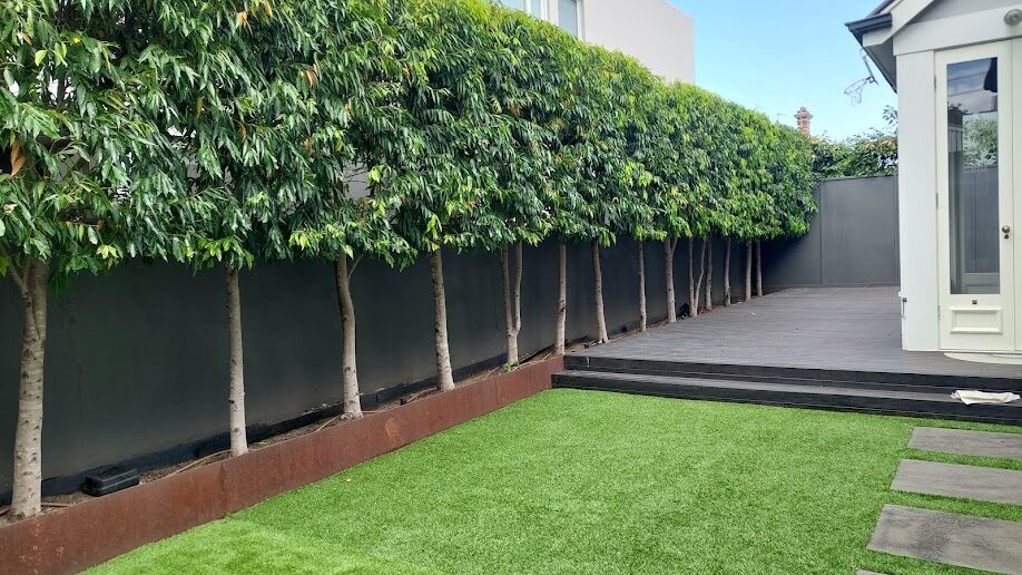 After: Screening hedge. A shaggy row of trees brought back to a straight, even face on clean trunks.
