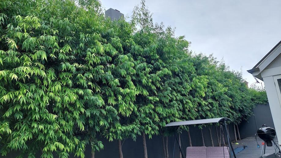 Before: Screening hedge. A shaggy row of trees brought back to a straight, even face on clean trunks.