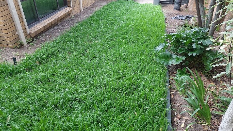 Before: Side lawn recovered. Long, unmown grass cut back and the edges re-cut against the beds.