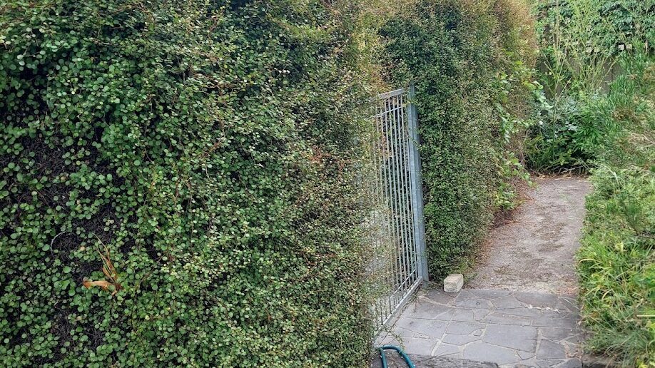 Before: Side path hedge. A shaggy face cut back square so the gate and path are clear.