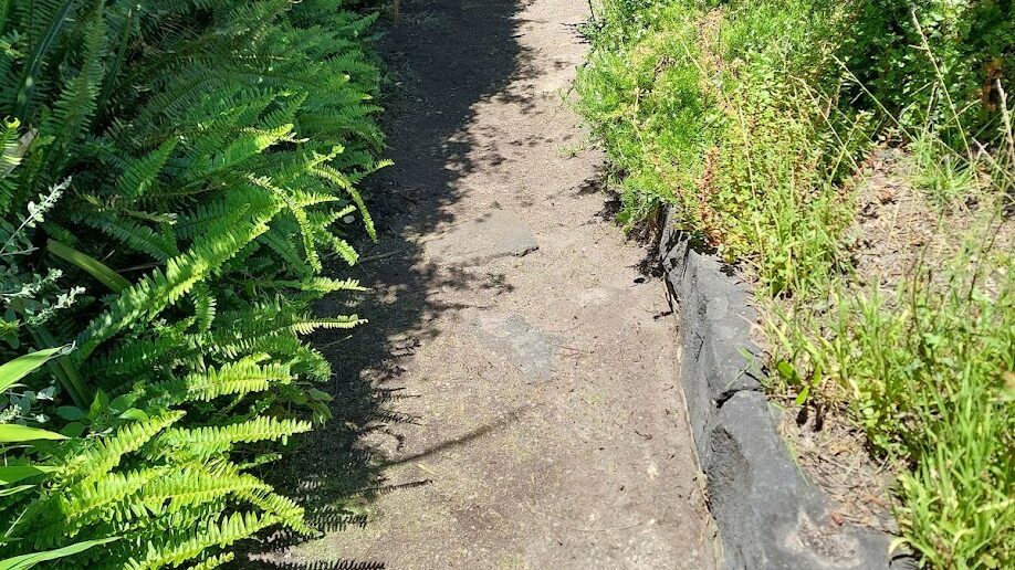 After: Side path reclaimed. Overgrowth cut back off the path and the bluestone edge cleared.