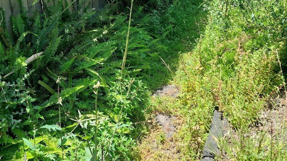 Before: Side path reclaimed. Overgrowth cut back off the path and the bluestone edge cleared.